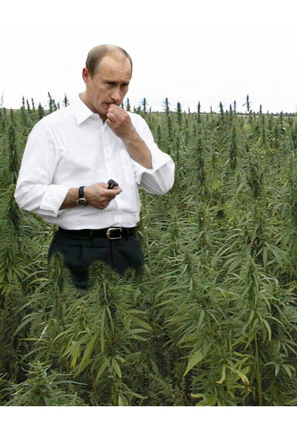 Путин за марихуану наркотики алкоголь курение влияние на здоровье